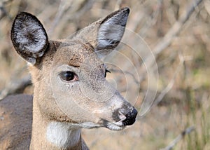 Whitetail Deer Doe