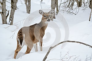 Whitetail Deer Doe