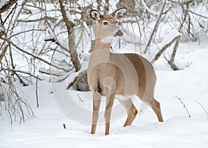 Whitetail Deer Doe