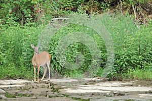 Whitetail Deer Doe