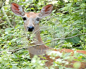 Whitetail Deer Doe