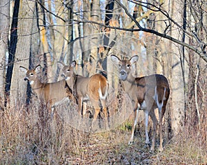 Whitetail Deer Doe photo