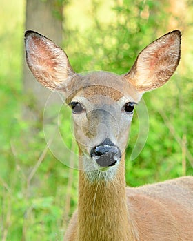 Whitetail Deer Doe