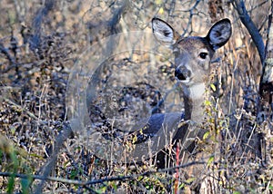 Whitetail Deer Doe