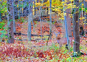 Whitetail Deer Doe