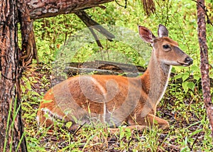 Whitetail Deer Doe