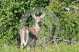 Whitetail deer doe