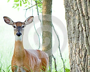 Whitetail Deer Doe