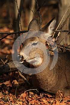 Whitetail Deer Doe Bedded in Forest