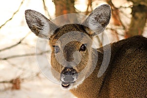 Whitetail Deer Doe Chewing in Winter