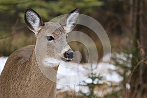 Whitetail Deer Doe Close Up Portrait