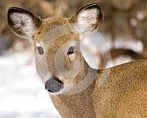 Whitetail Deer Doe Closeup