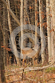 Whitetail Deer Doe Fall Woods