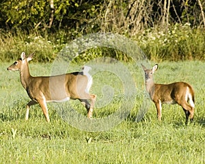 Whitetail Deer Doe And Fawn