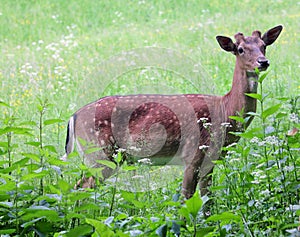 Whitetail deer doe and fawn in a beanfield in late evening