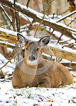 Whitetail Deer Doe Fawn Bedded in Winter Snow photo