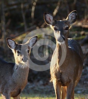 Whitetail deer doe and fawn