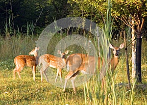 Whitetail Deer Doe With Fawns