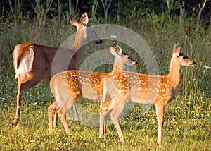 Whitetail Deer Doe With Fawns