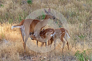 Whitetail Deer Doe and Fawns