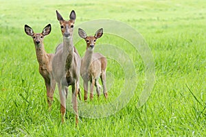 Whitetail Deer Doe and Fawns