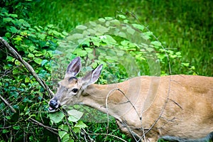 Whitetail Deer Doe Feeding