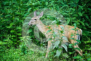 Whitetail Deer Doe Feeding