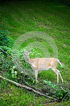 Whitetail Deer Doe Feeding