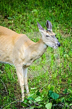 Whitetail Deer Doe Feeding