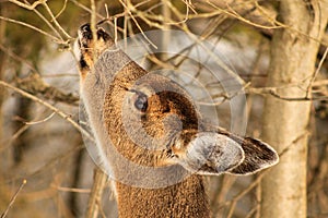 Whitetail Deer Doe Feeding in Winter