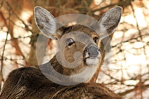 Whitetail Deer Doe Giving the Eye