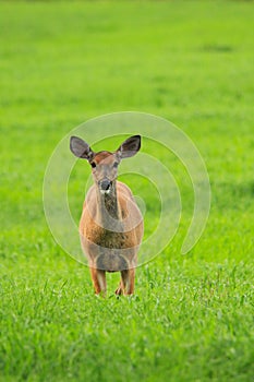 Whitetail Deer Doe in Grass Field