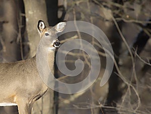 Whitetail deer doe