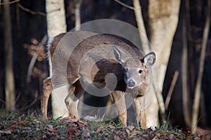 Whitetail deer, a doe, on high alert in Canaan Valley West Virginia