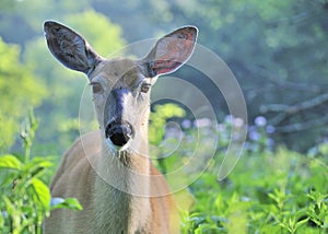 Whitetail Deer Doe With Mosquitoes