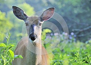 Whitetail Deer Doe With Mosquitoes photo
