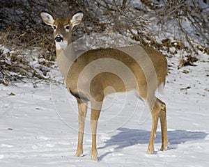 Whitetail Deer Doe(Odocoileus virginianus)