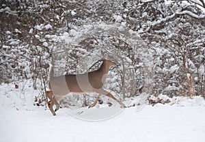 Whitetail deer doe running in the snow