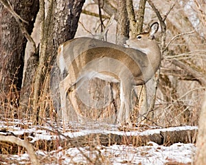 Whitetail deer Doe Side View