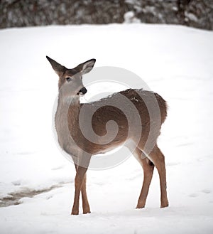 Whitetail deer doe in snow