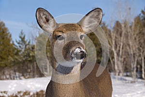 Whitetail Deer Doe in Snow
