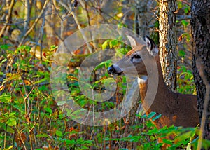 Whitetail Deer Doe