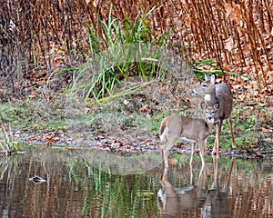 Whitetail Deer Doe