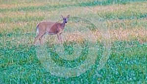 Whitetail deer standing in green grass