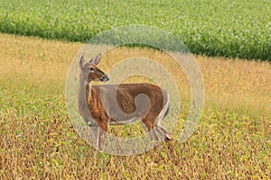 Whitetail Deer Doe Stands in a Bean Field