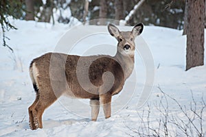 Deer Broadside View photo