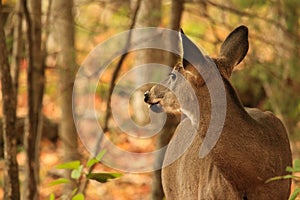 Whitetail Deer Doe Surveys Her Surroundings in the Fall