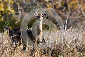 Whitetail deer doe in the tall grass