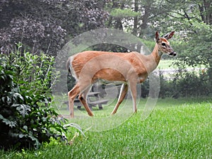 Whitetail deer doe wandering through suburban neighborhood gardens