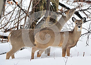 Whitetail Deer Doe And Yearling photo